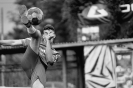 14.kolo Extraligy: TJ Spartak Čelákovice vs SK Karlovy Vary_38