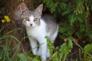 Krajský přebor žáků a dorostu ze dne 7.9.2014_27