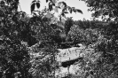 60.ročník osadní klasiky_1