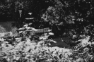60.ročník osadní klasiky_2